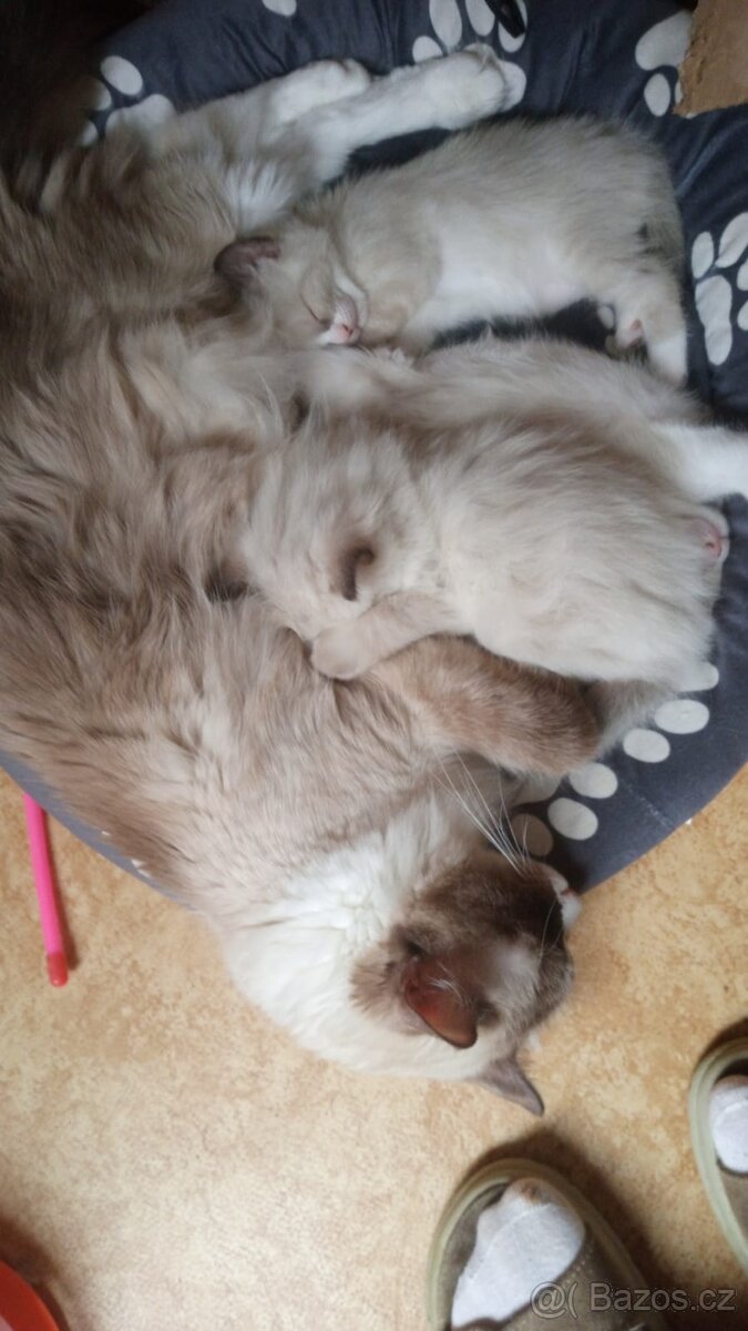 Kotátka Ragdoll bez PP - 13