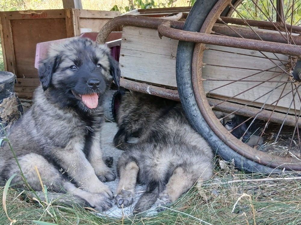 leonberger - 13