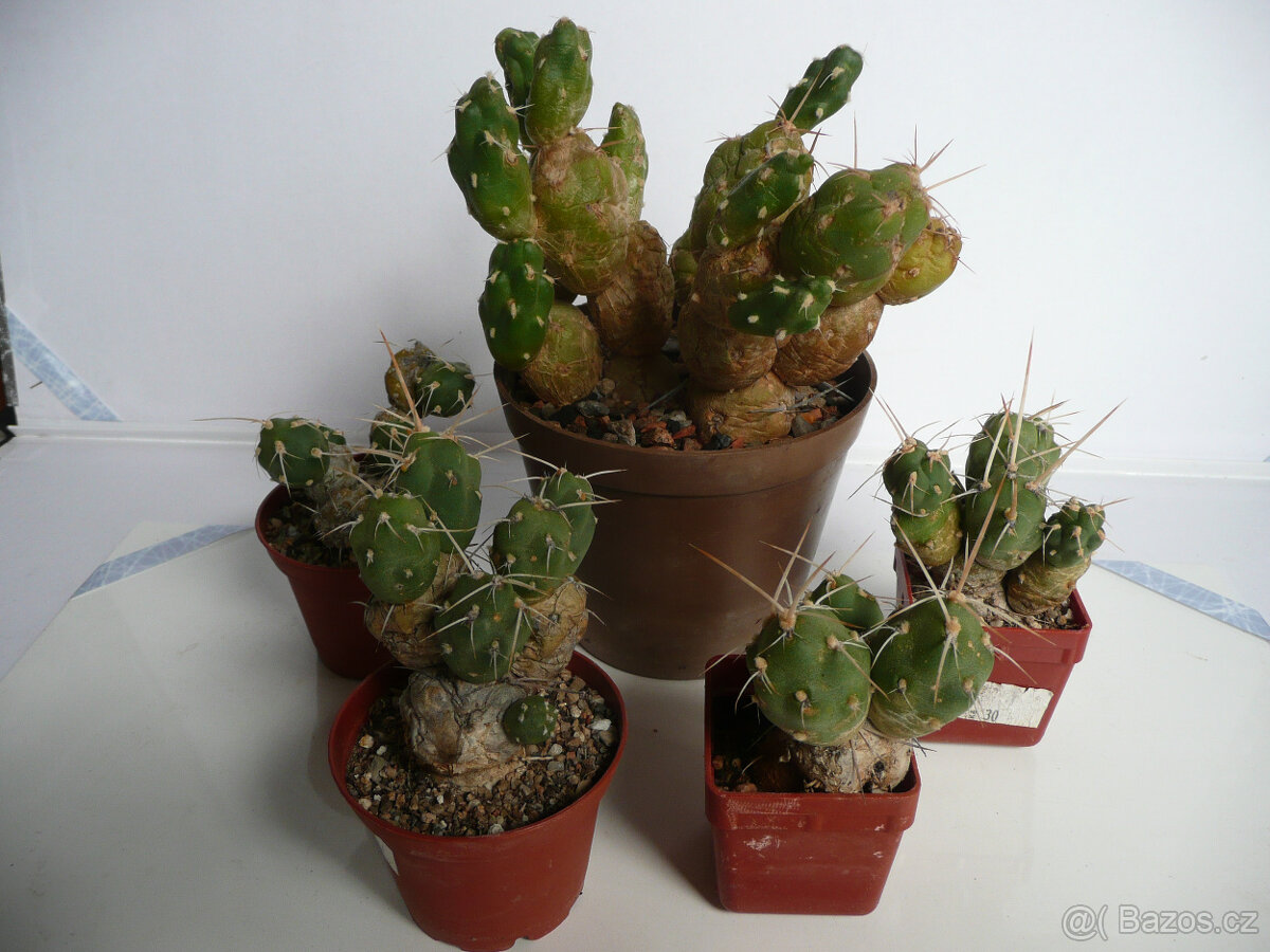 Mrazuvzdorné opuncie - 13