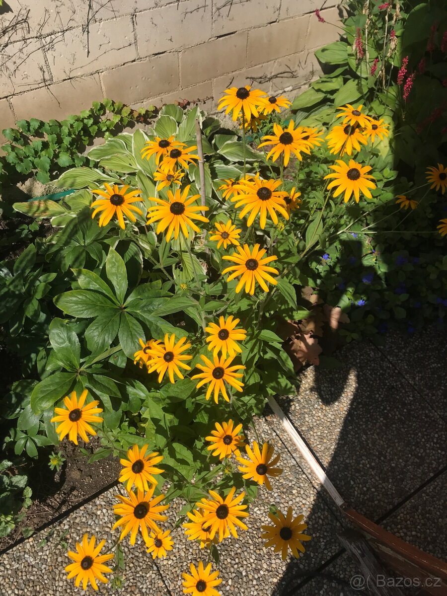 Trvalky a víceletky-LEN OSOBNÝ ODBER BRNO - 13