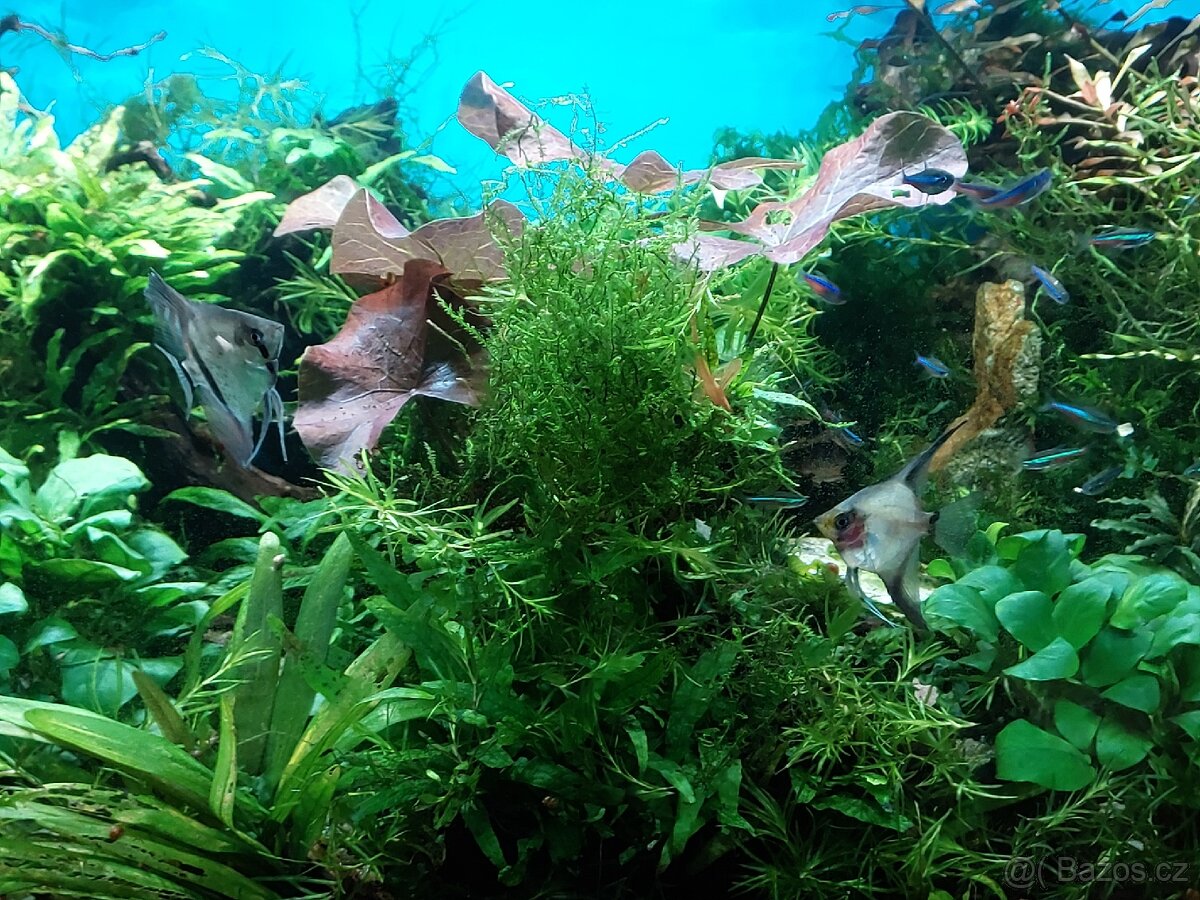 Akvárium i se stolkem - 13