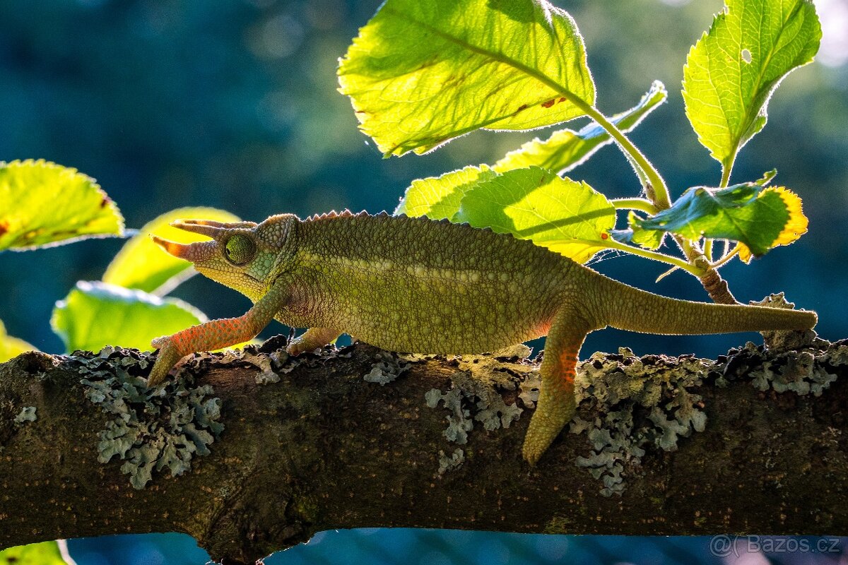 chameleon pardálí, terárium - 13