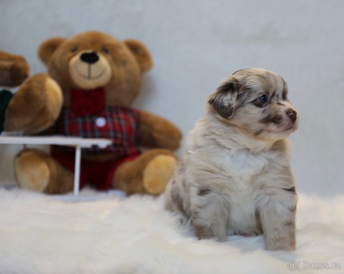 Miniaturní americký ovčák - 13