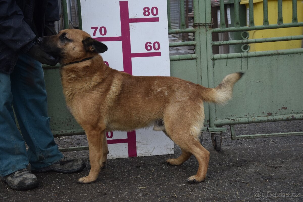 Archanas hledá domov - 13