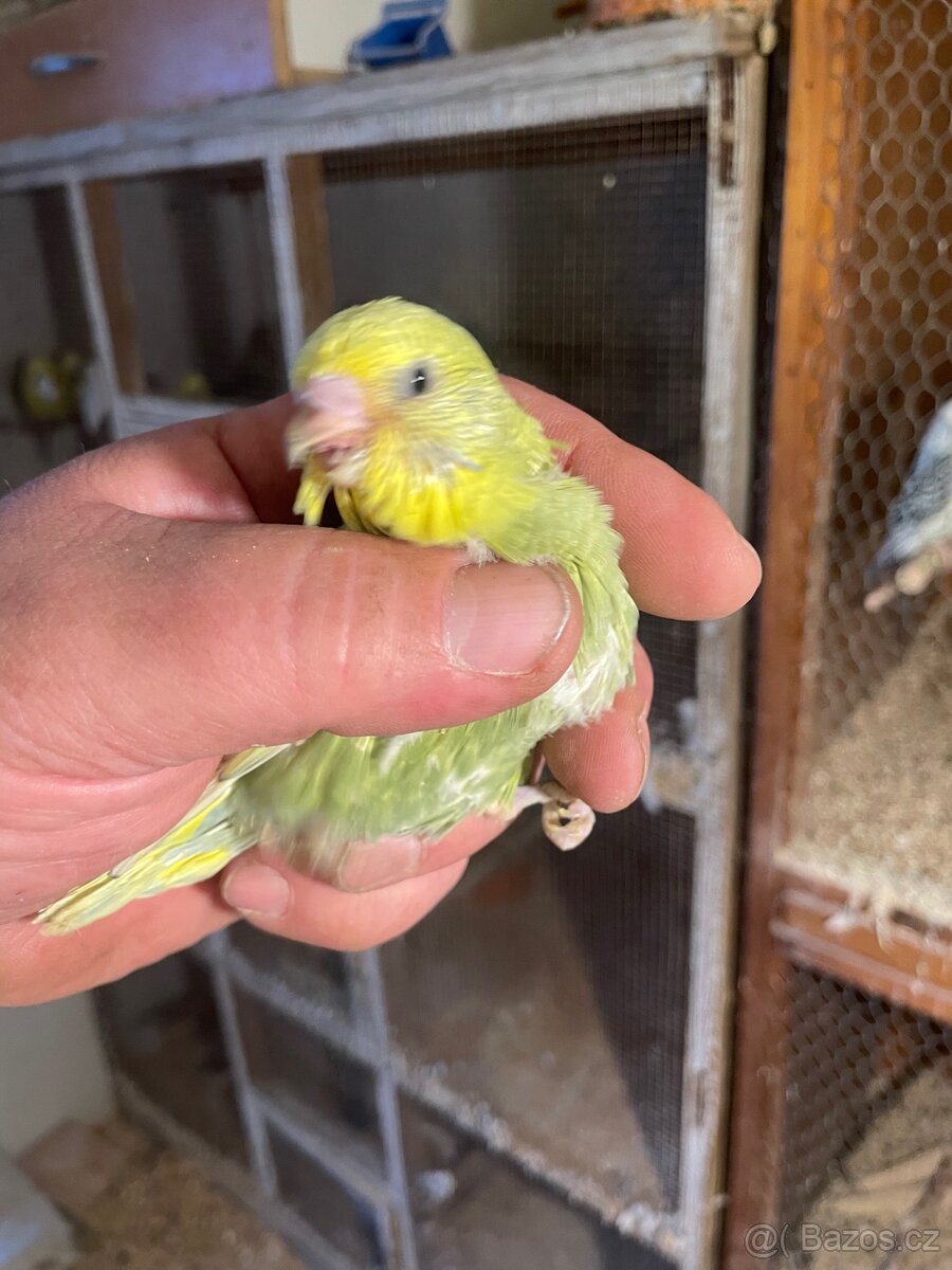 Andulka- Mláďata na ochočení - 13