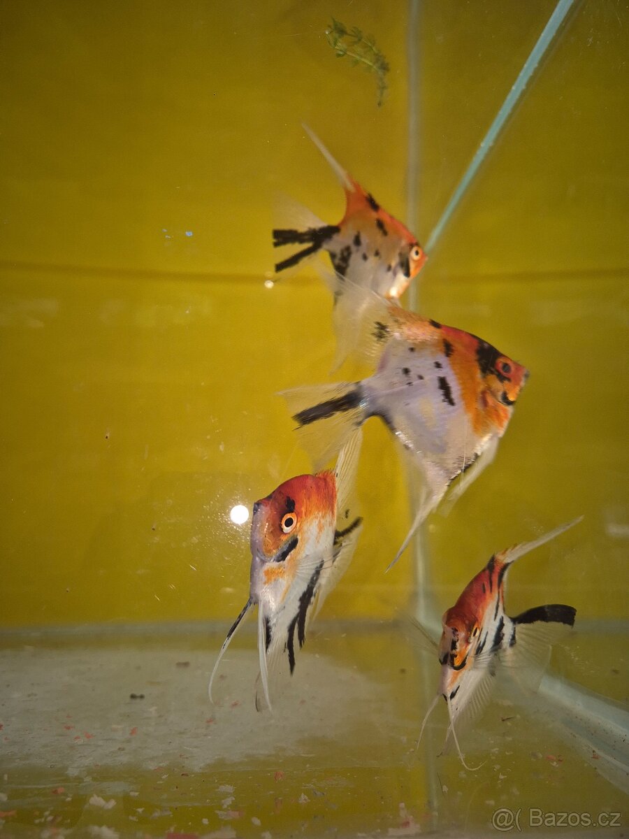 Prodej akvarijních ryb - 13