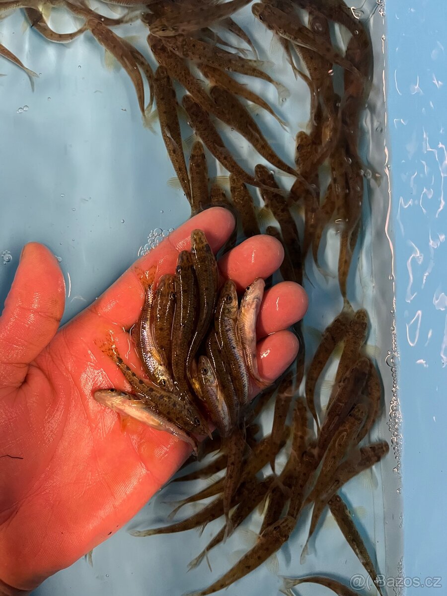 Jezírkové ryby - 13