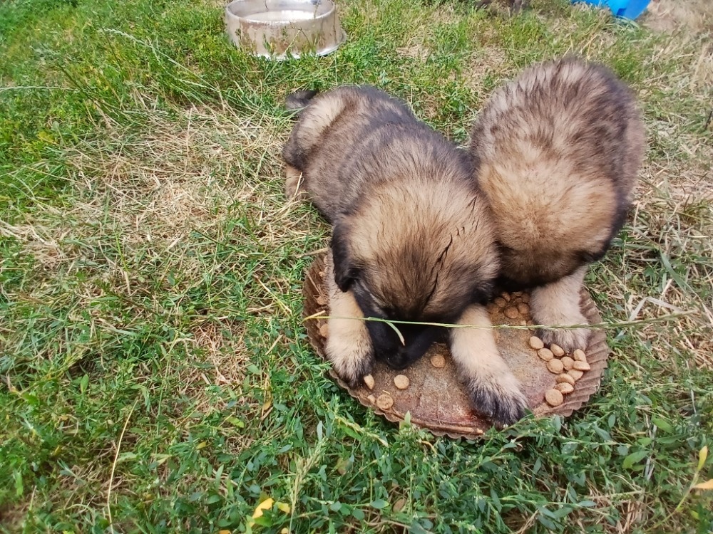 leonberger - 13
