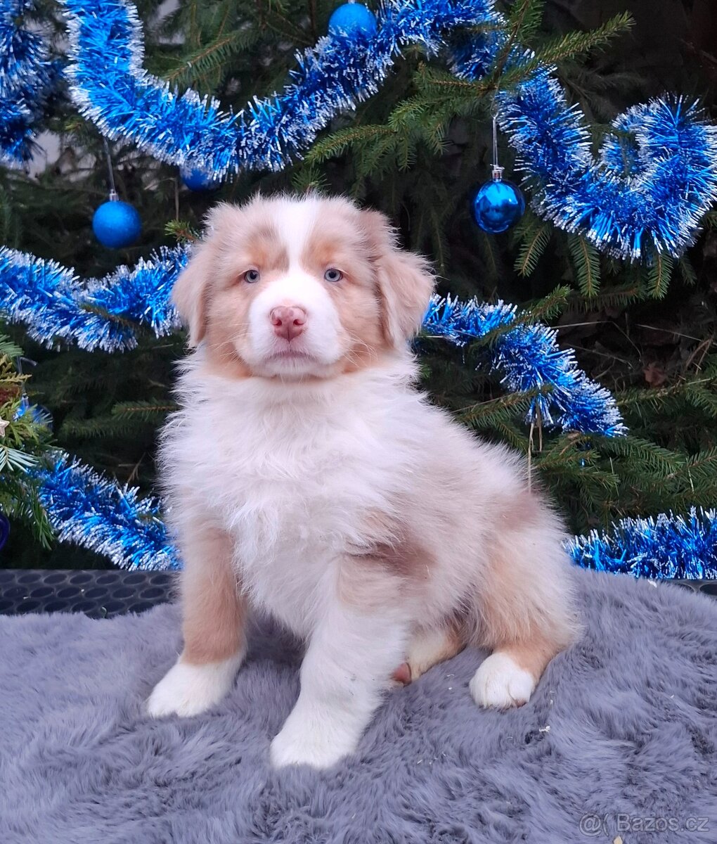 Australský ovčák pejsek s PP - 13