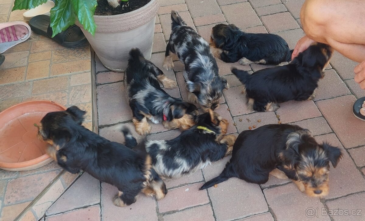 Jorkšírsky teriér, krytí Ne na prodej - 13