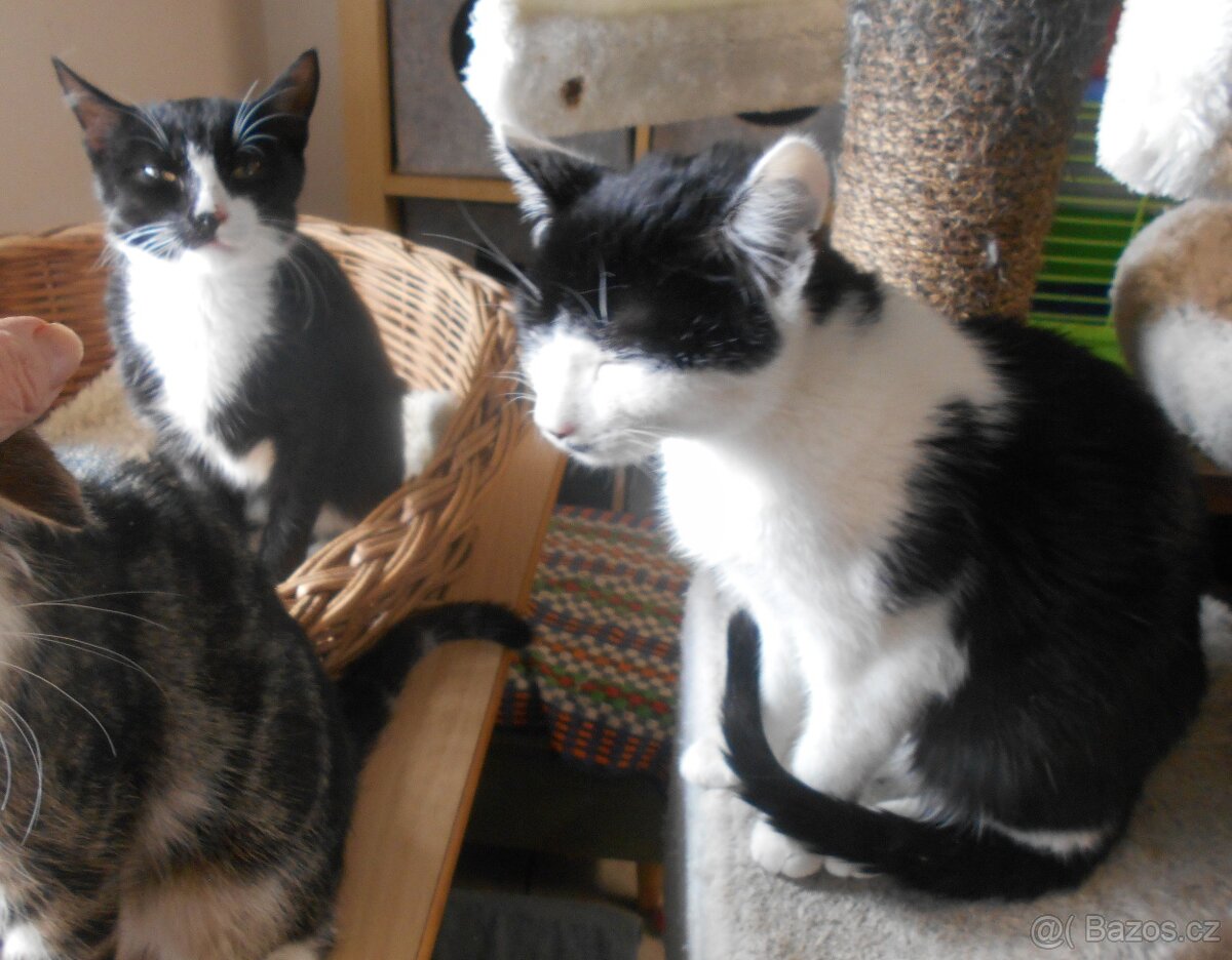 Mazlivý, klidnější 5,5měsíční černobílý kocourek Body - 13