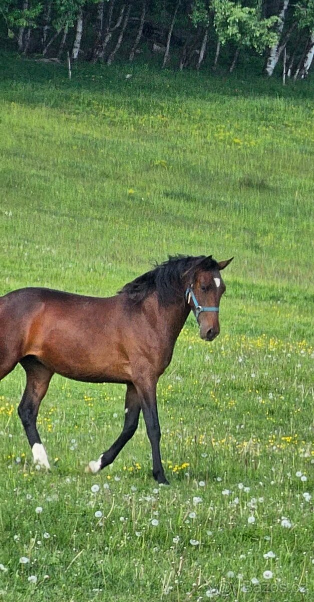 Valach lusitano SLEVA15% - 13