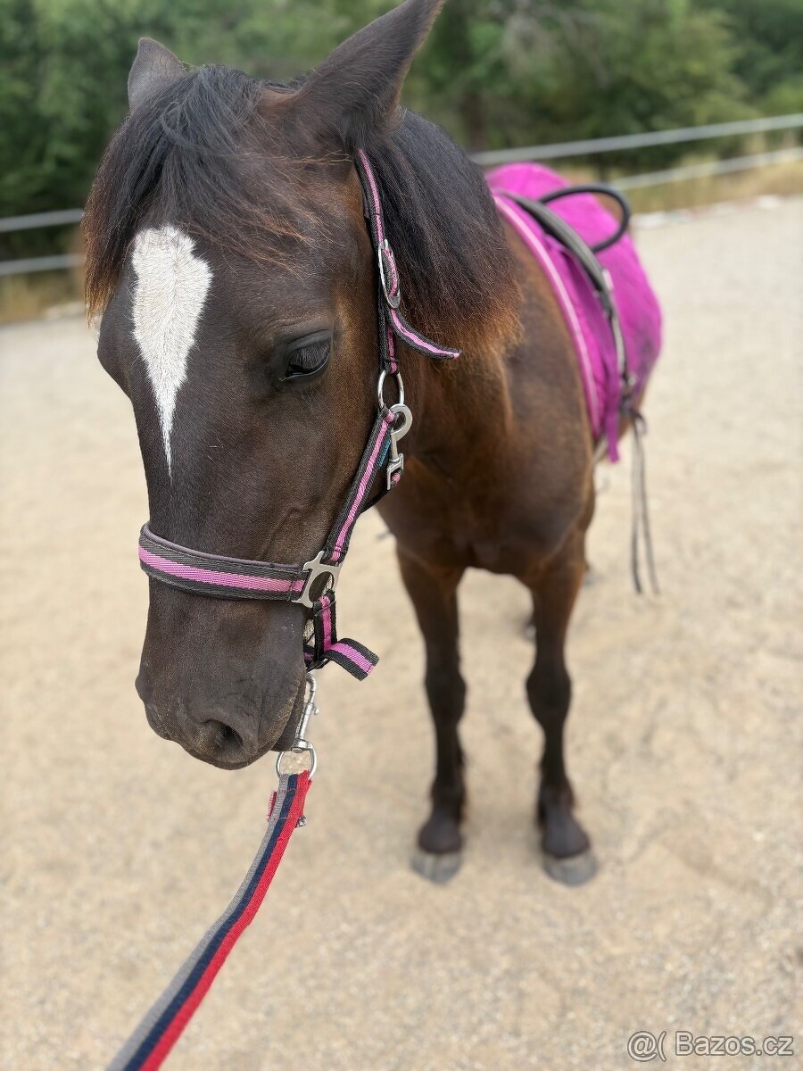 Welsh part bred klisna s PP - 13