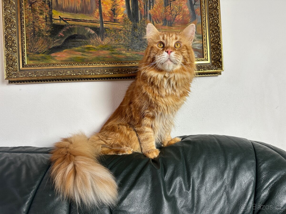 mainska mývalí s pp - 13