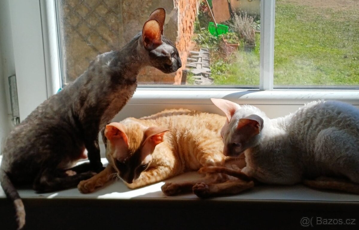 Koťata Cornish Rex s PP - 13