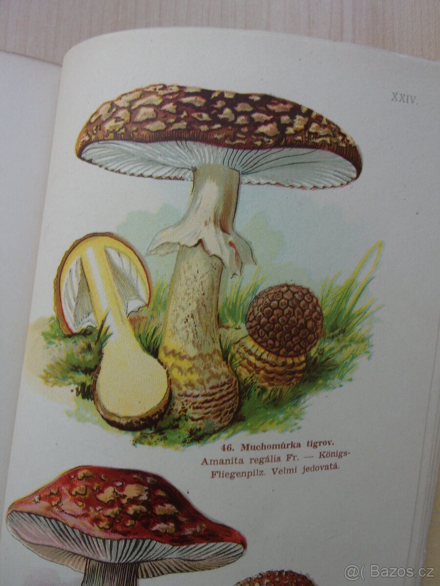 JAN JOHN - PŘÍRODOPIS HUB - HOUBY JEDLÉ A JEDOVATÉ - 13