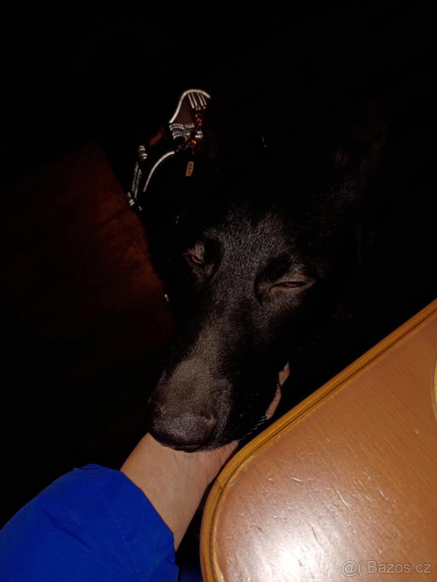 Štěně 🩵 - 13
