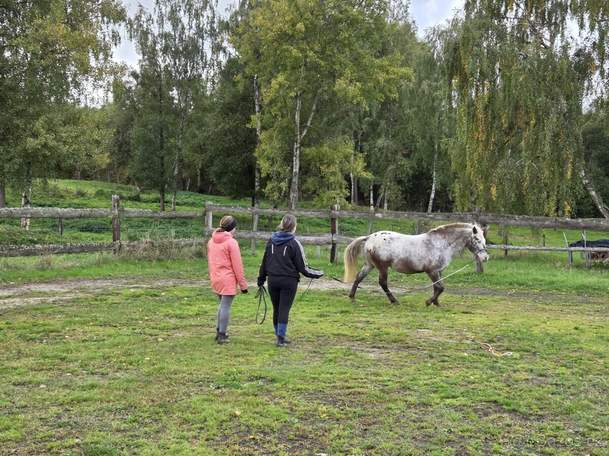 14 letá Appaloosapony - 13