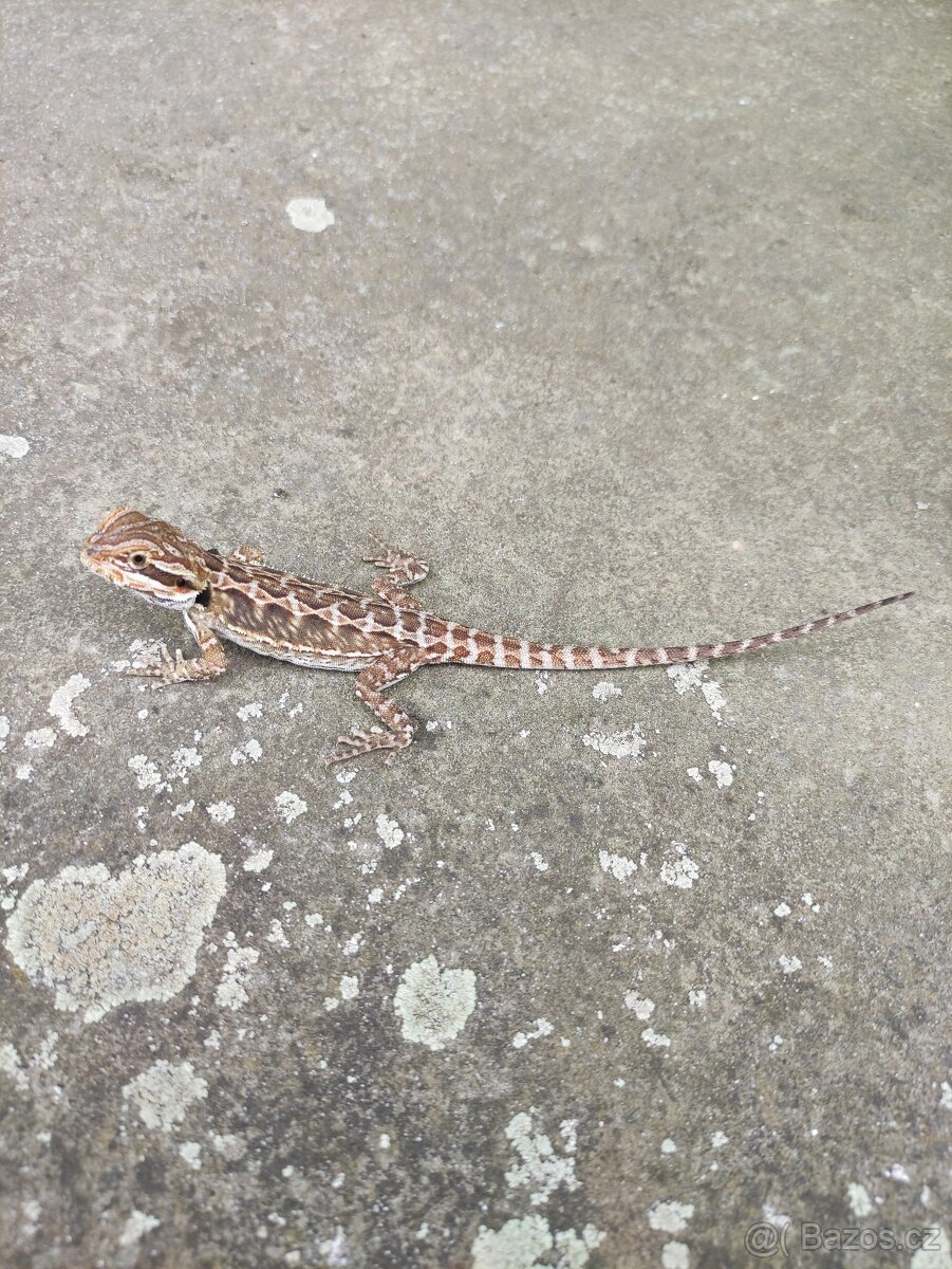 agama vousatá, terárium - 13