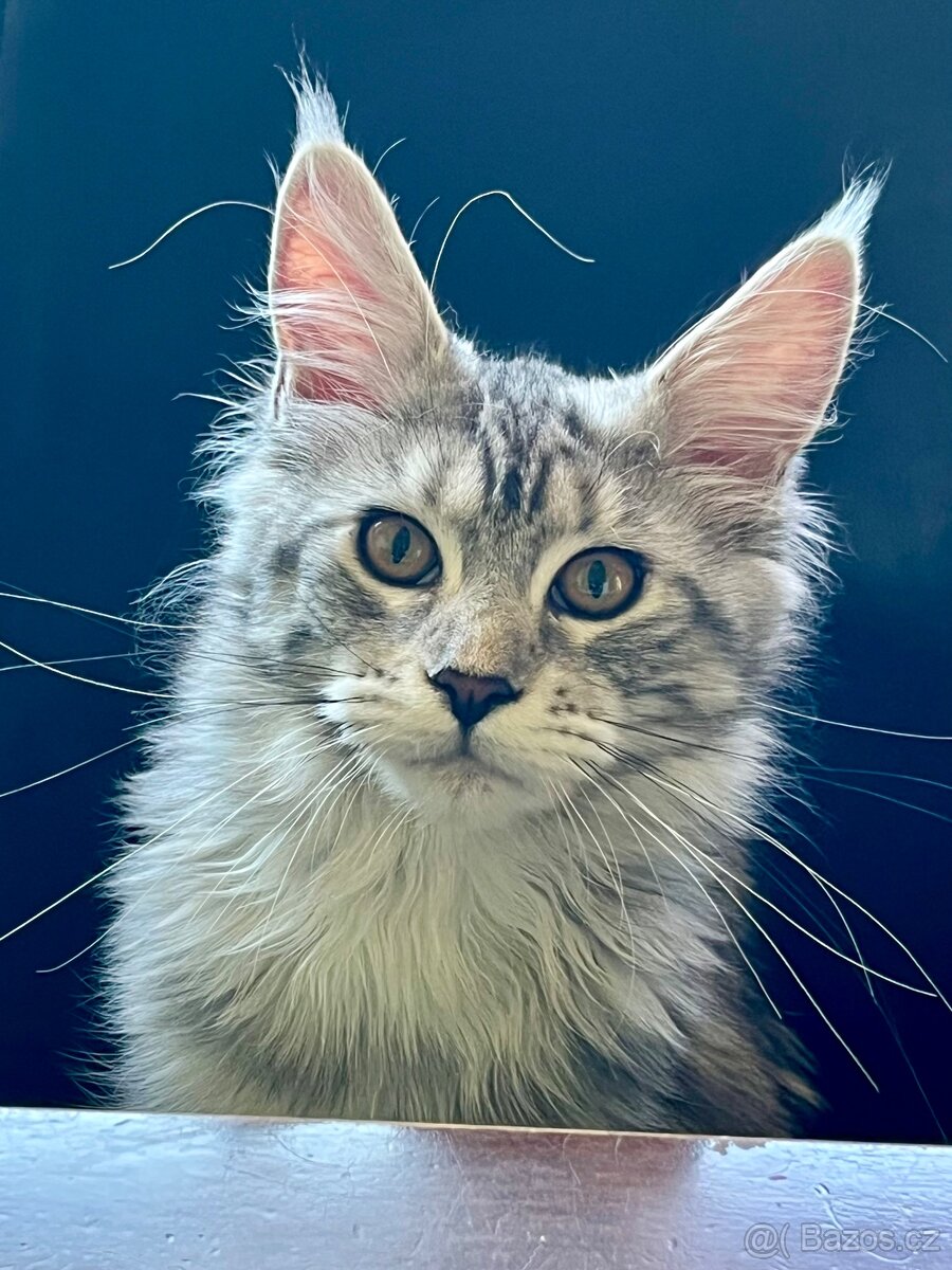 Krásná kočička MCO s PP - 13