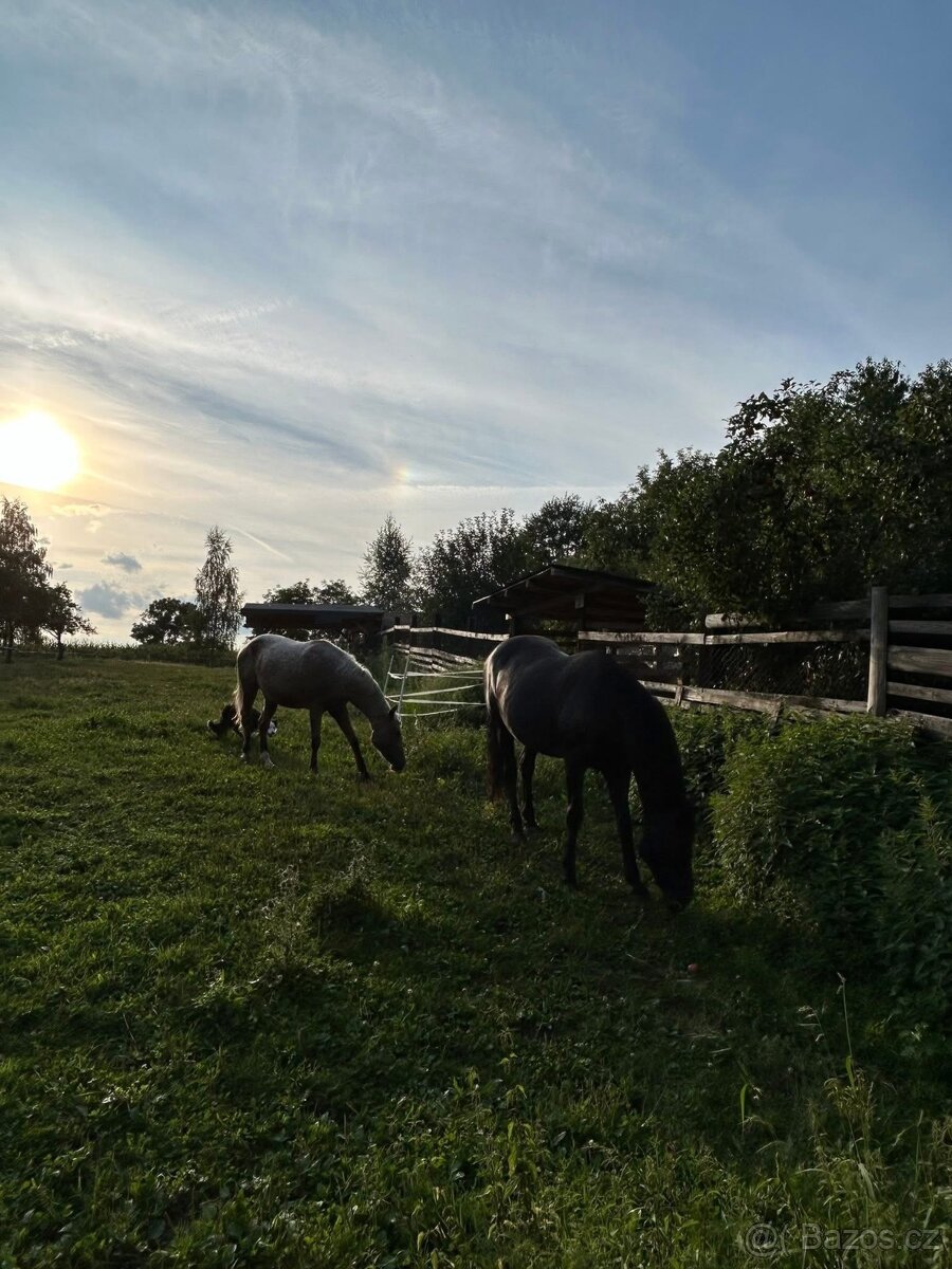 Nabízím netradiční ustájení 24/7 - 13