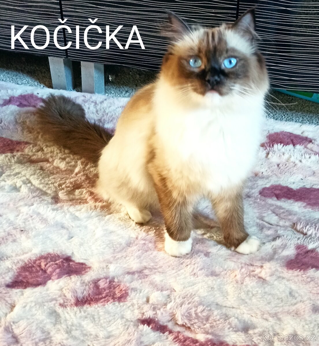 Ragdoll koťátka bez PP - 13