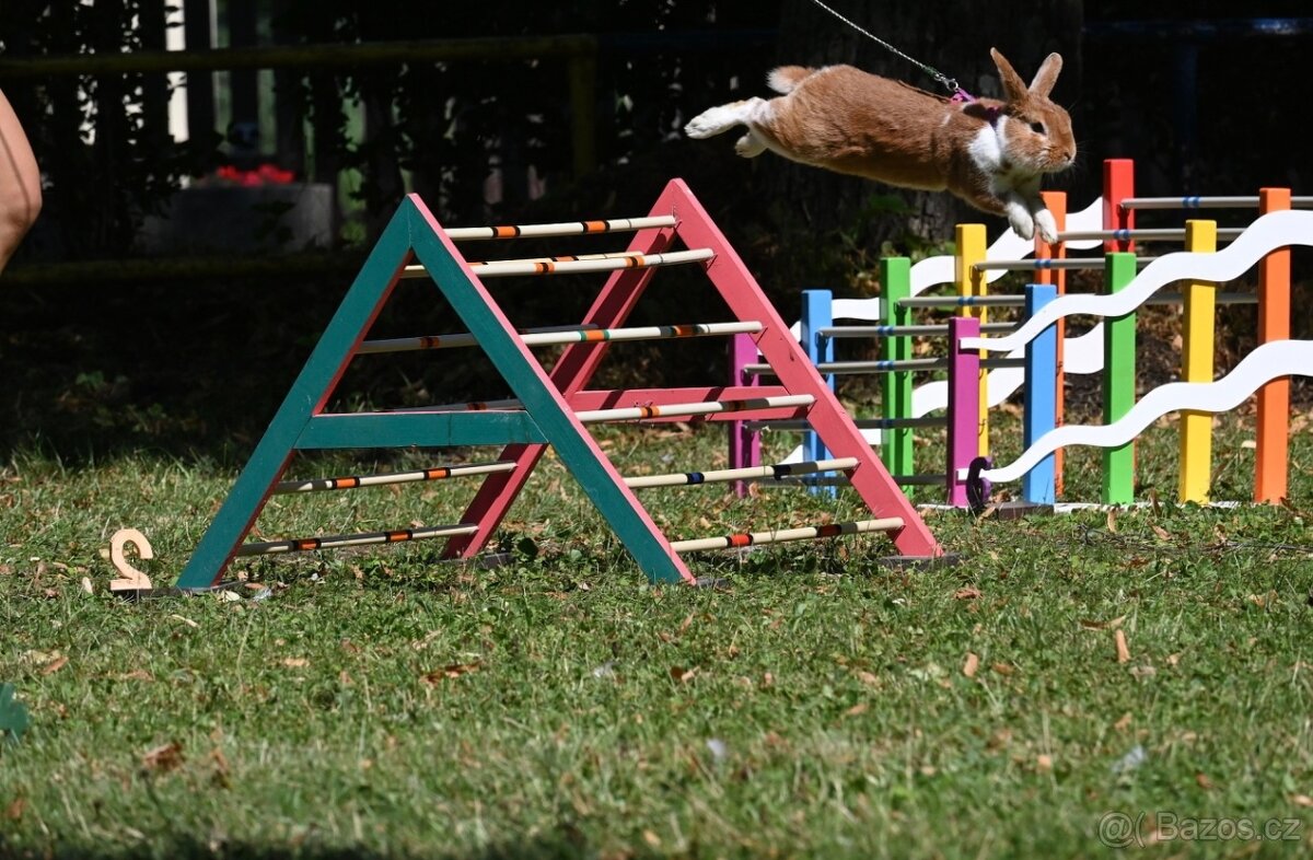 Nabízím předváděcí akci králičího hopu - 13