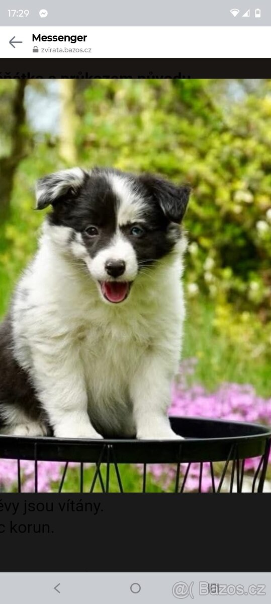 Border kolie s PP - 13