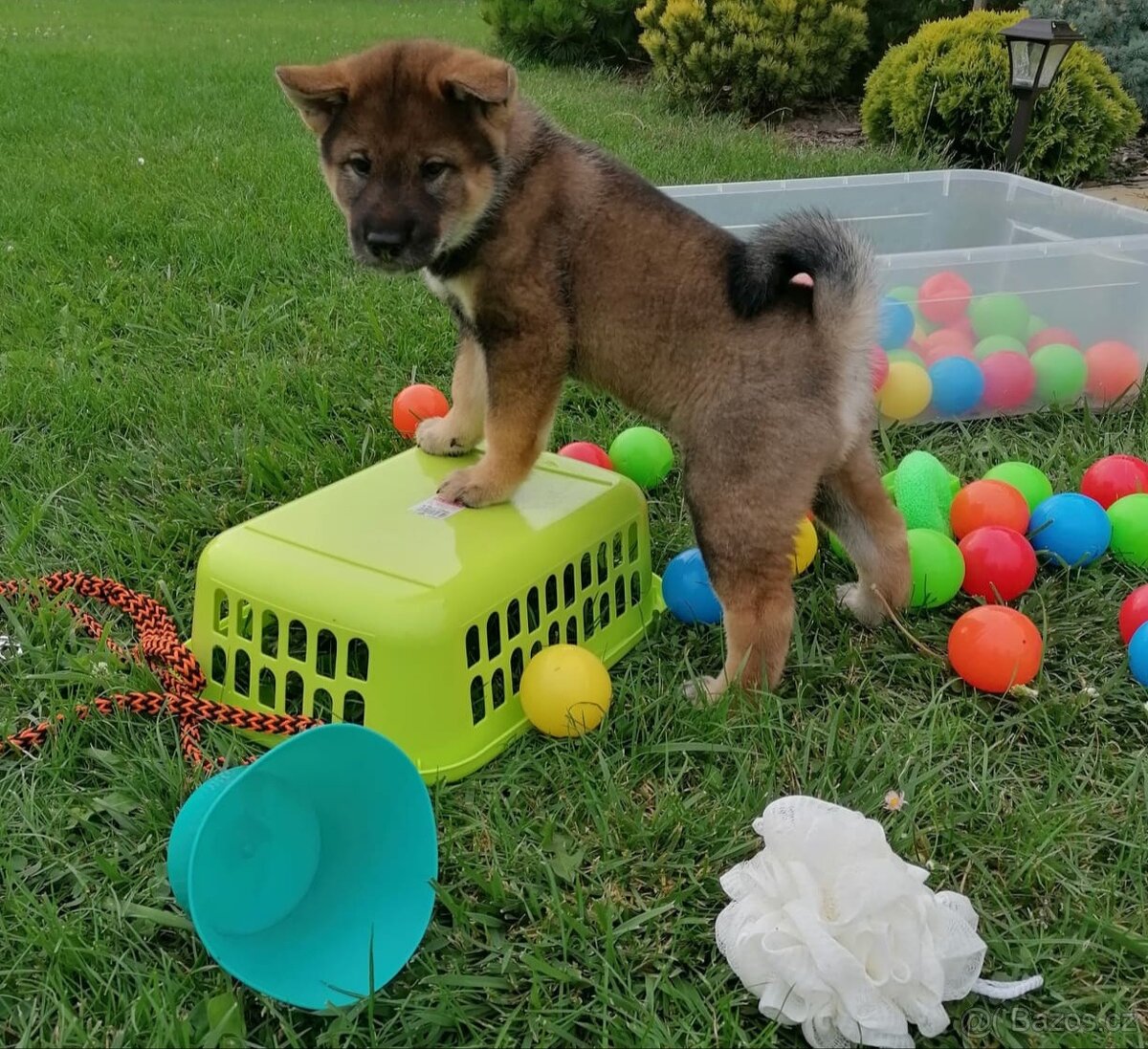 Československý vlčák - Shikoku - 13