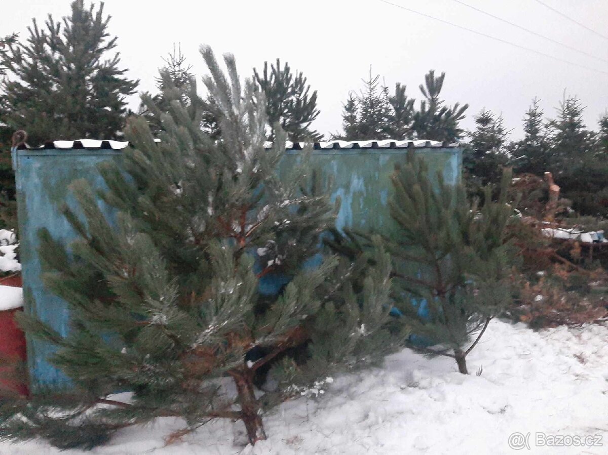 Vánoční stromky, stromečky, špičky a větve na výzdobu - 13