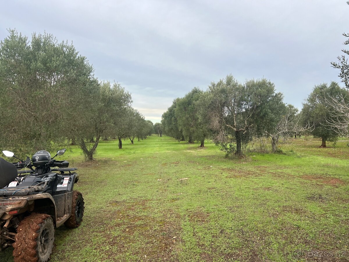Olivový sad 9100m2 u moře - 13