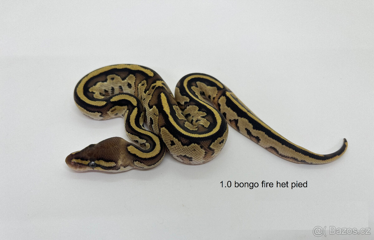 Krajta královská (Python regius) -sleva při odběru více kusů - 13