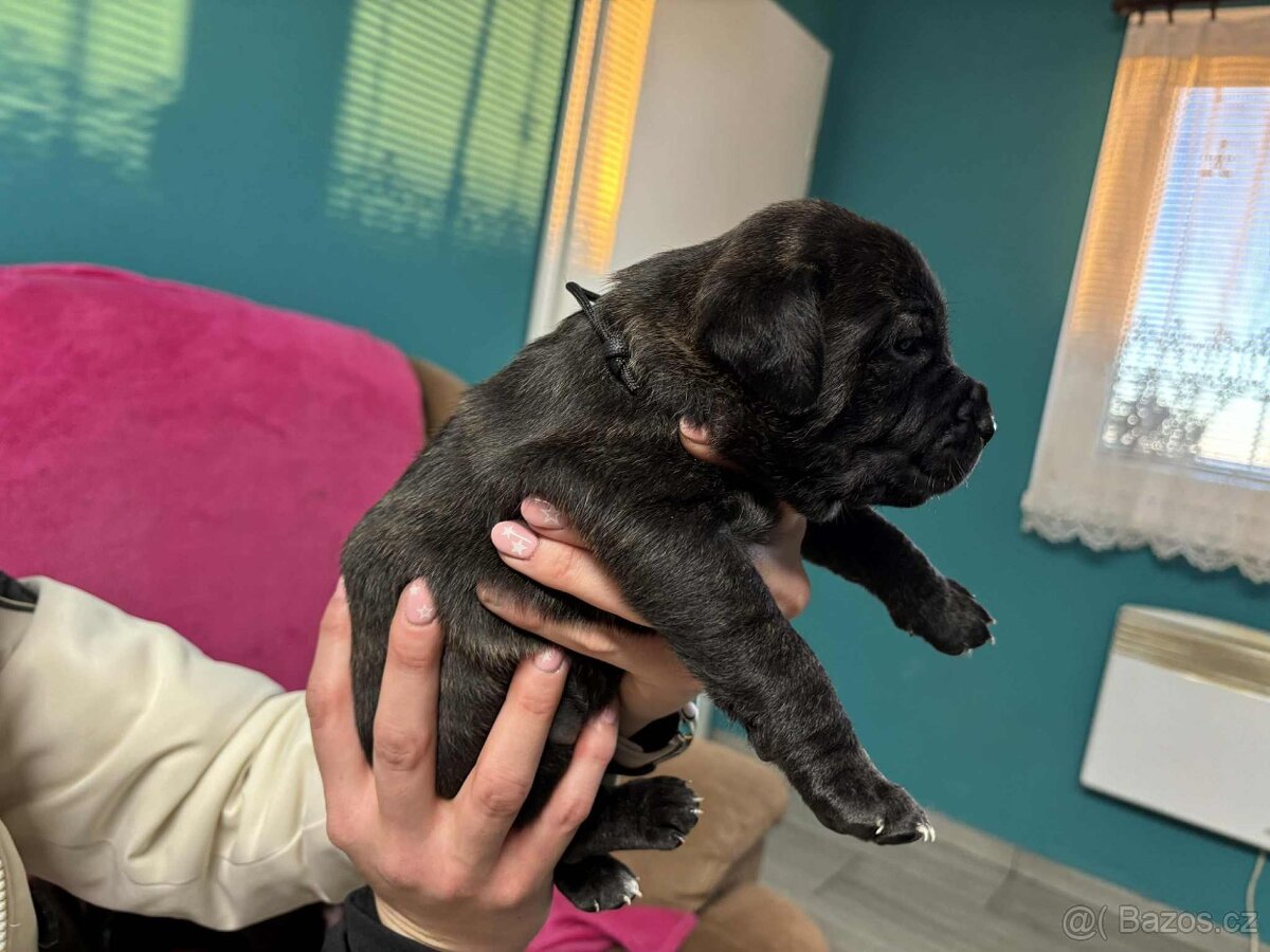 Stafordšírský bulteriér bez PP - 13