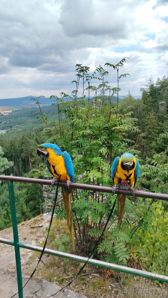 ZÁŽITKOVÝ PROGRAM S PAPOUŠKY - 13