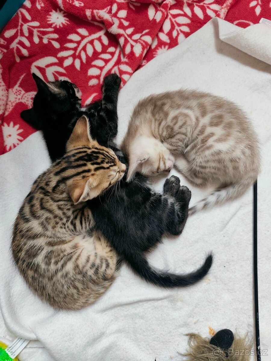 Bengálský Mink kocourek s PP - 13