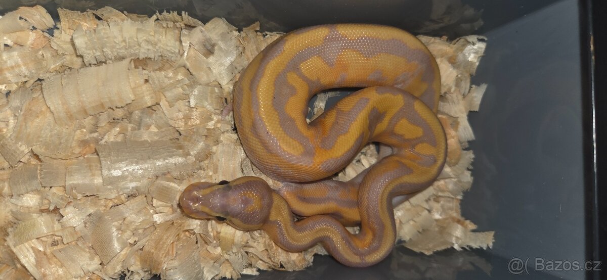 Python regius- krajta královská - 13