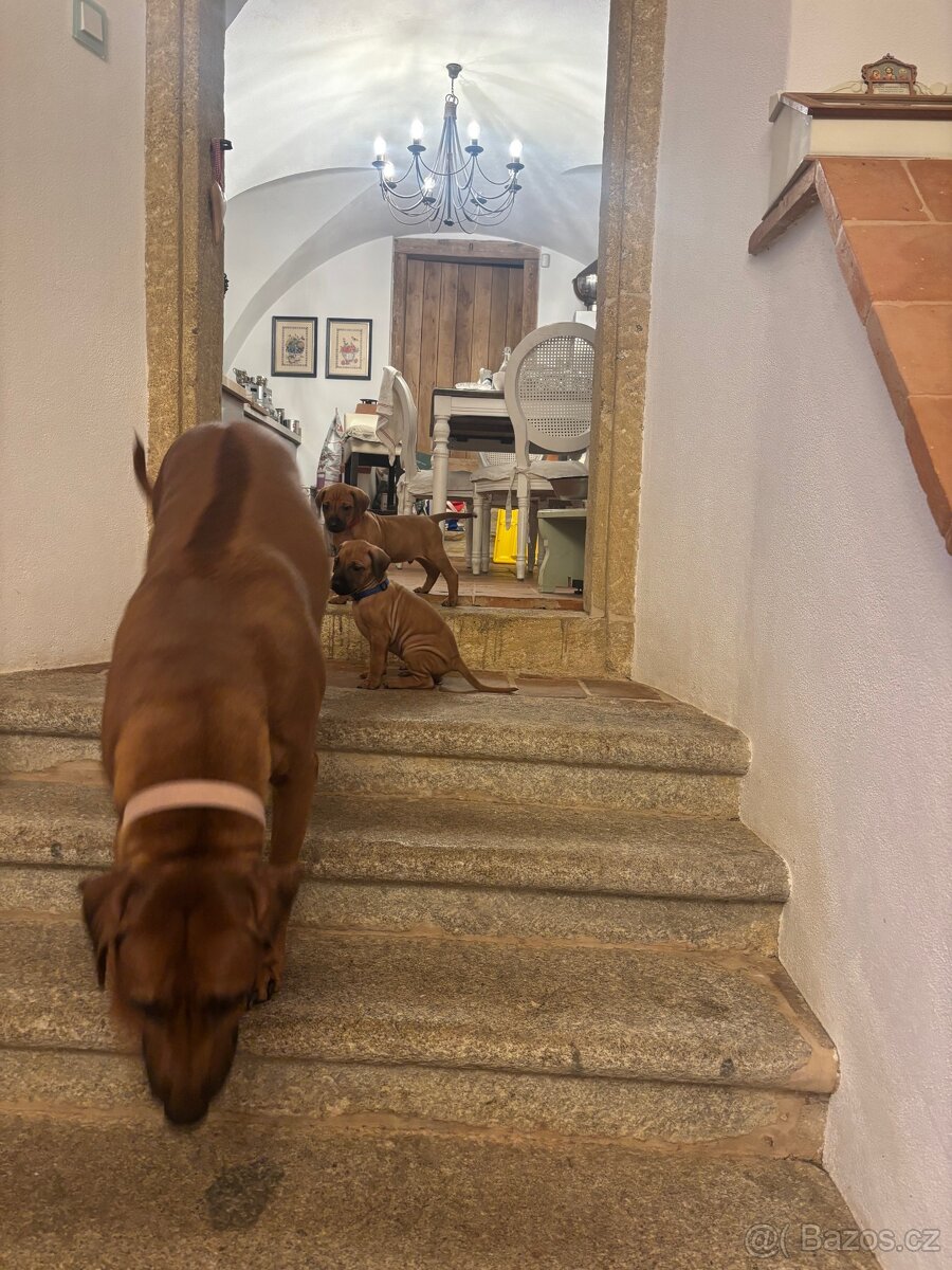 Rhodéský ridgeback s PP - 13