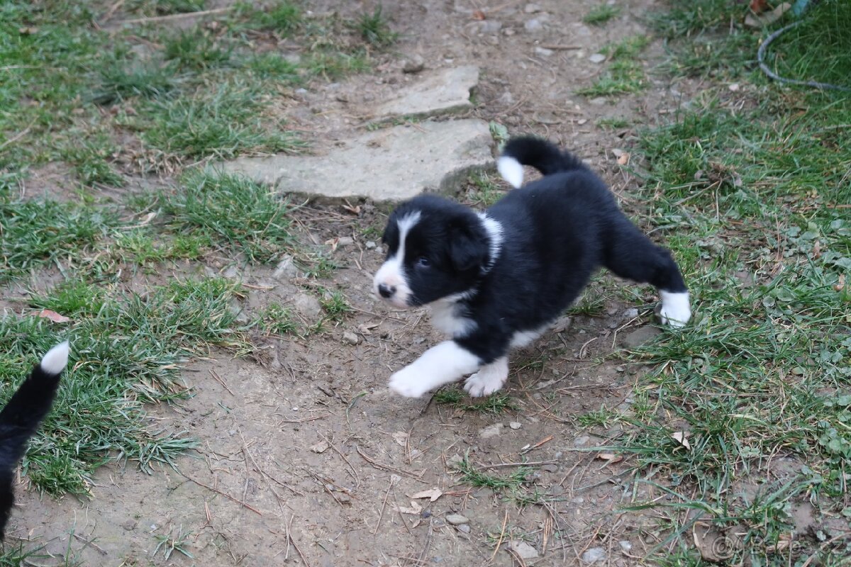 Štěňata Border kolie - 13