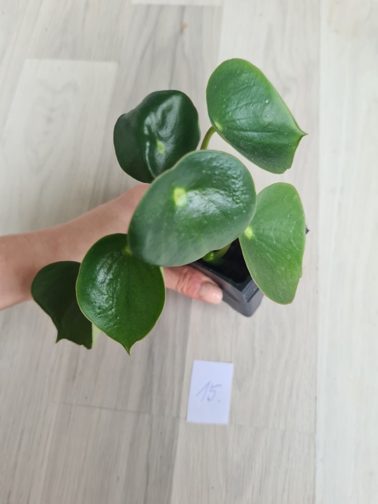 Rostliny, kytky, pokojovky - 13