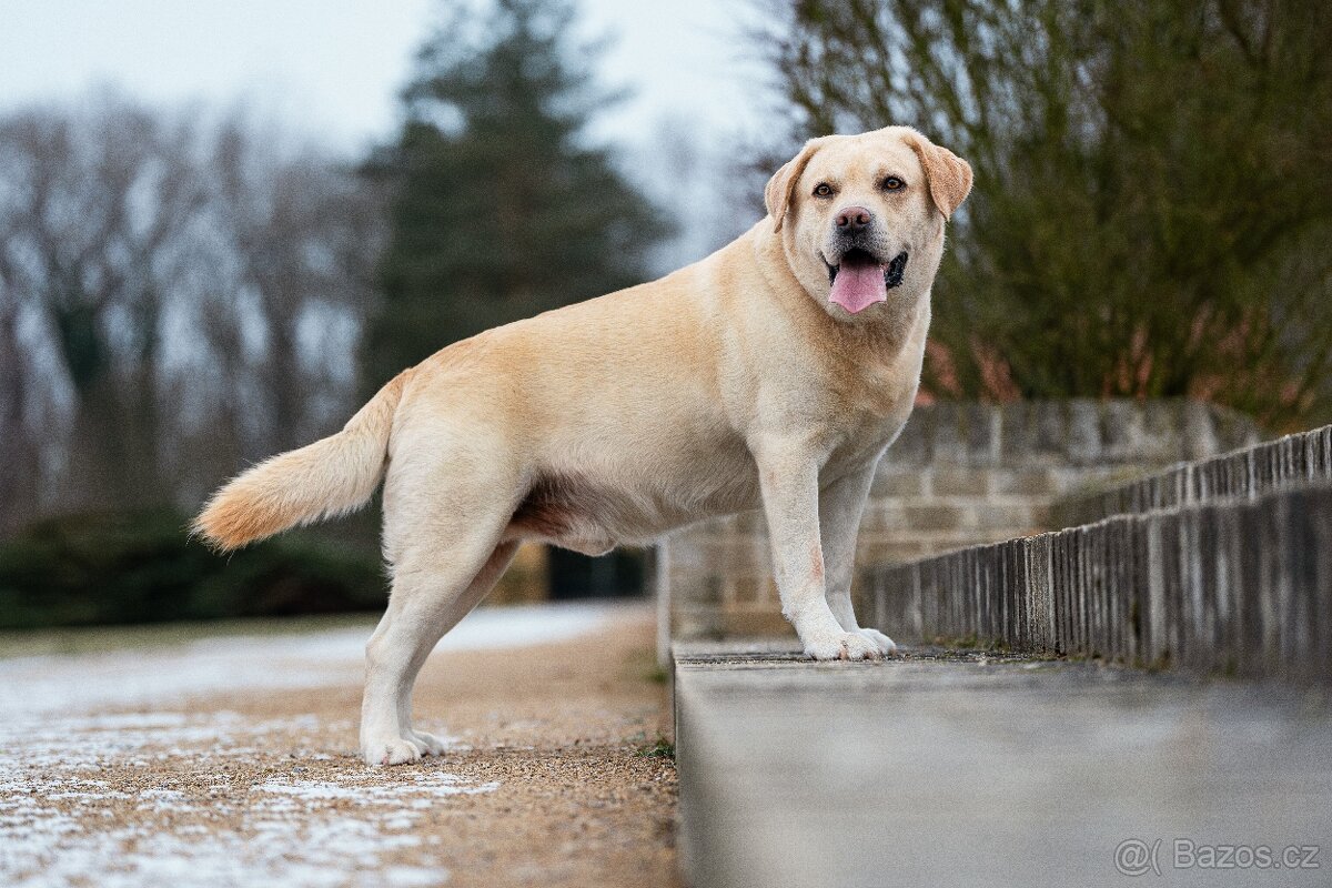 Krytí Labradorský Retriever s PP - 13