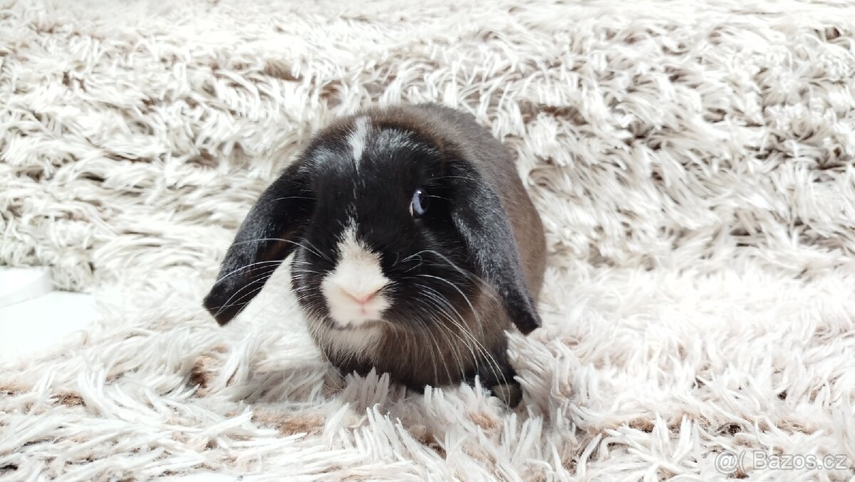 Zakrslý beránek, králíček, králík-LADY - 13