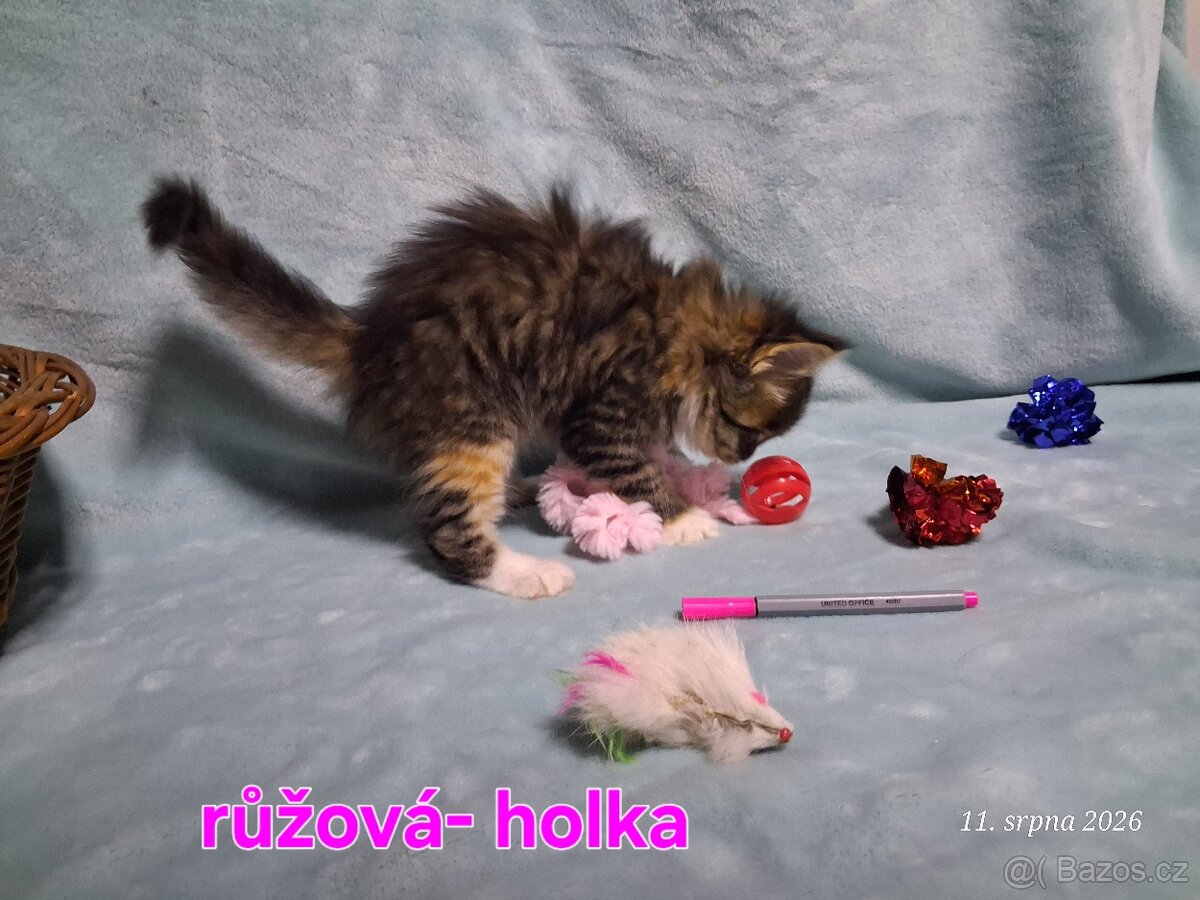 Mainská mývalí bez PP - 13