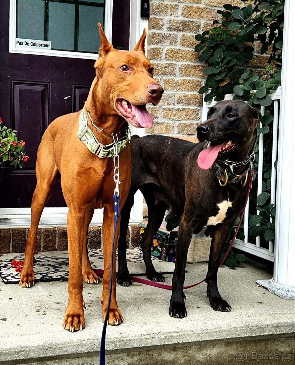 Dobrman x APBT,bandog,ast,bullherder - 13