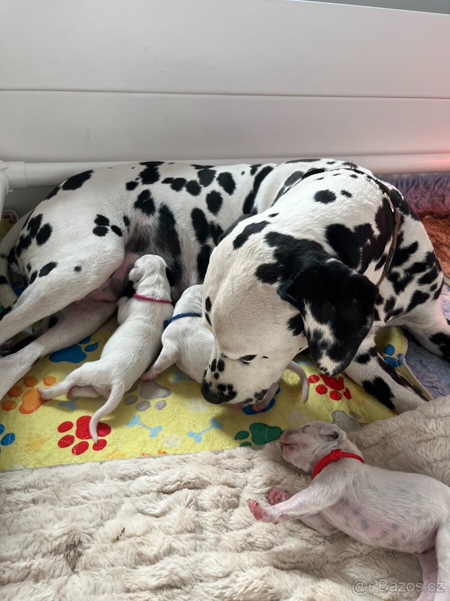 Dalmatin štěně s PP - 13