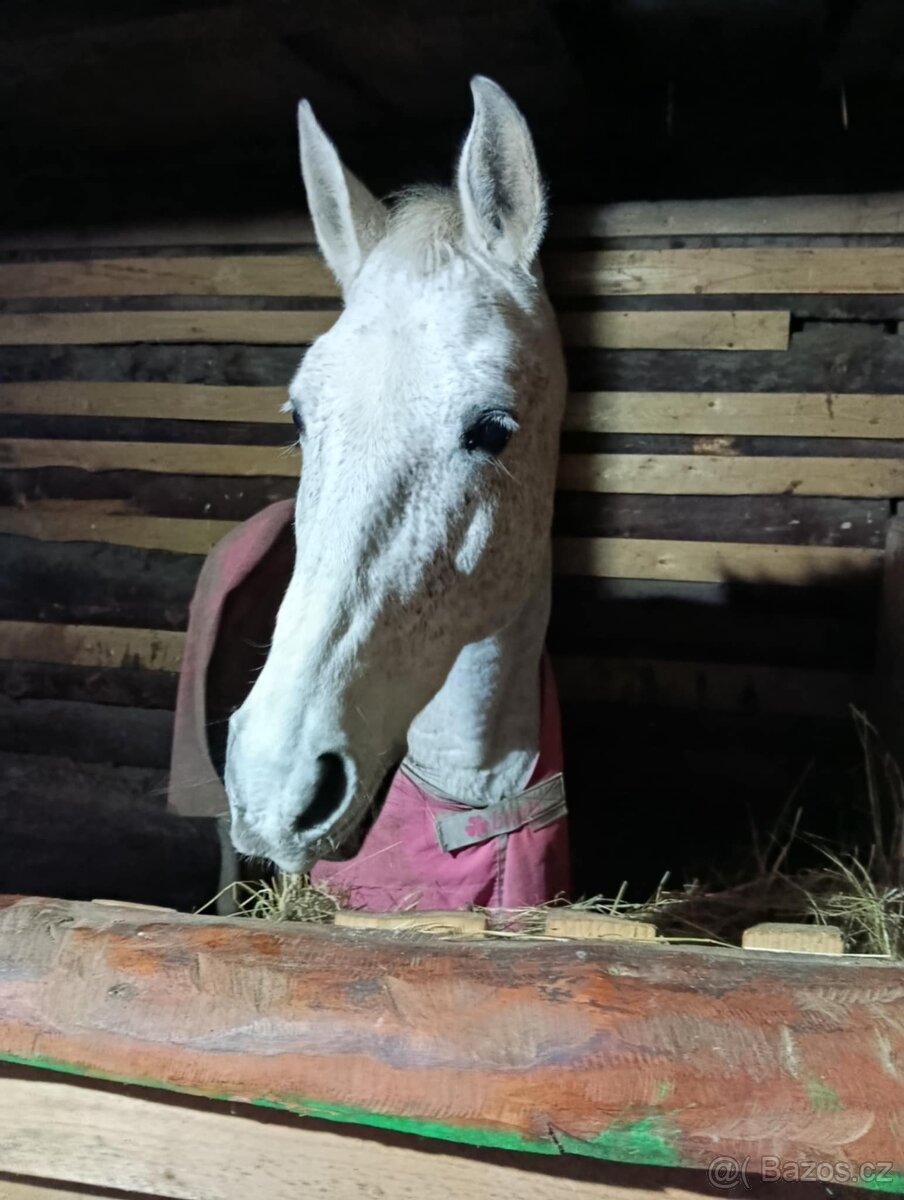 Predám 14rocnu kobylku shagia arab - 13