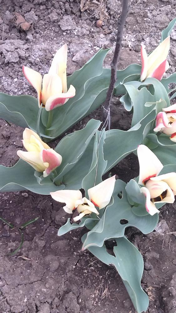 Tulipány - 13