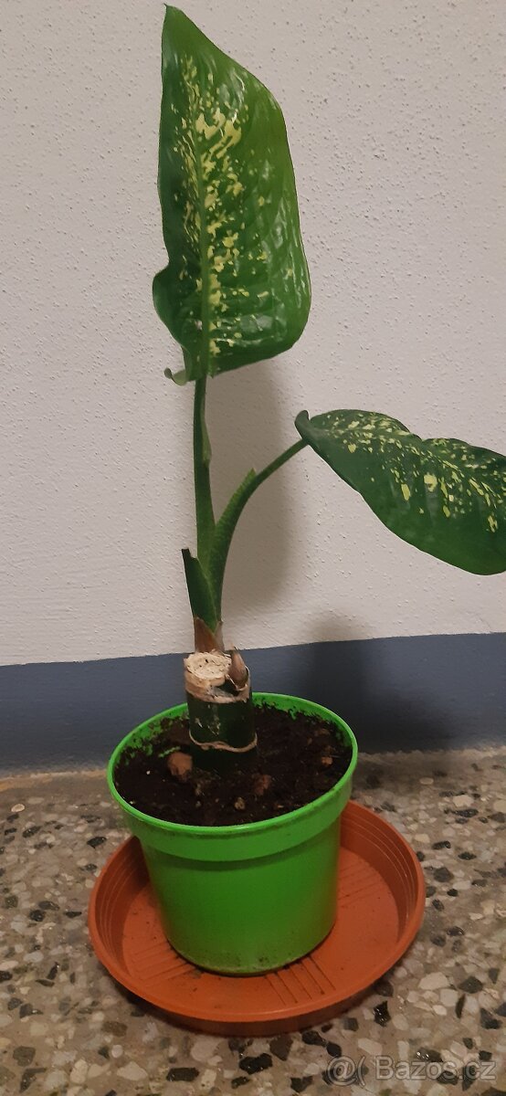 Prodám pokojové rostliny - 13