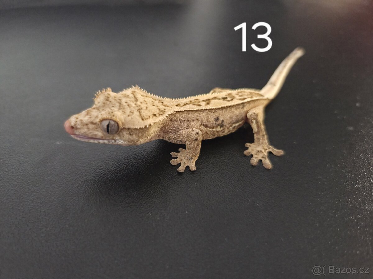 Mláďata pagekonů řasnatých - 13