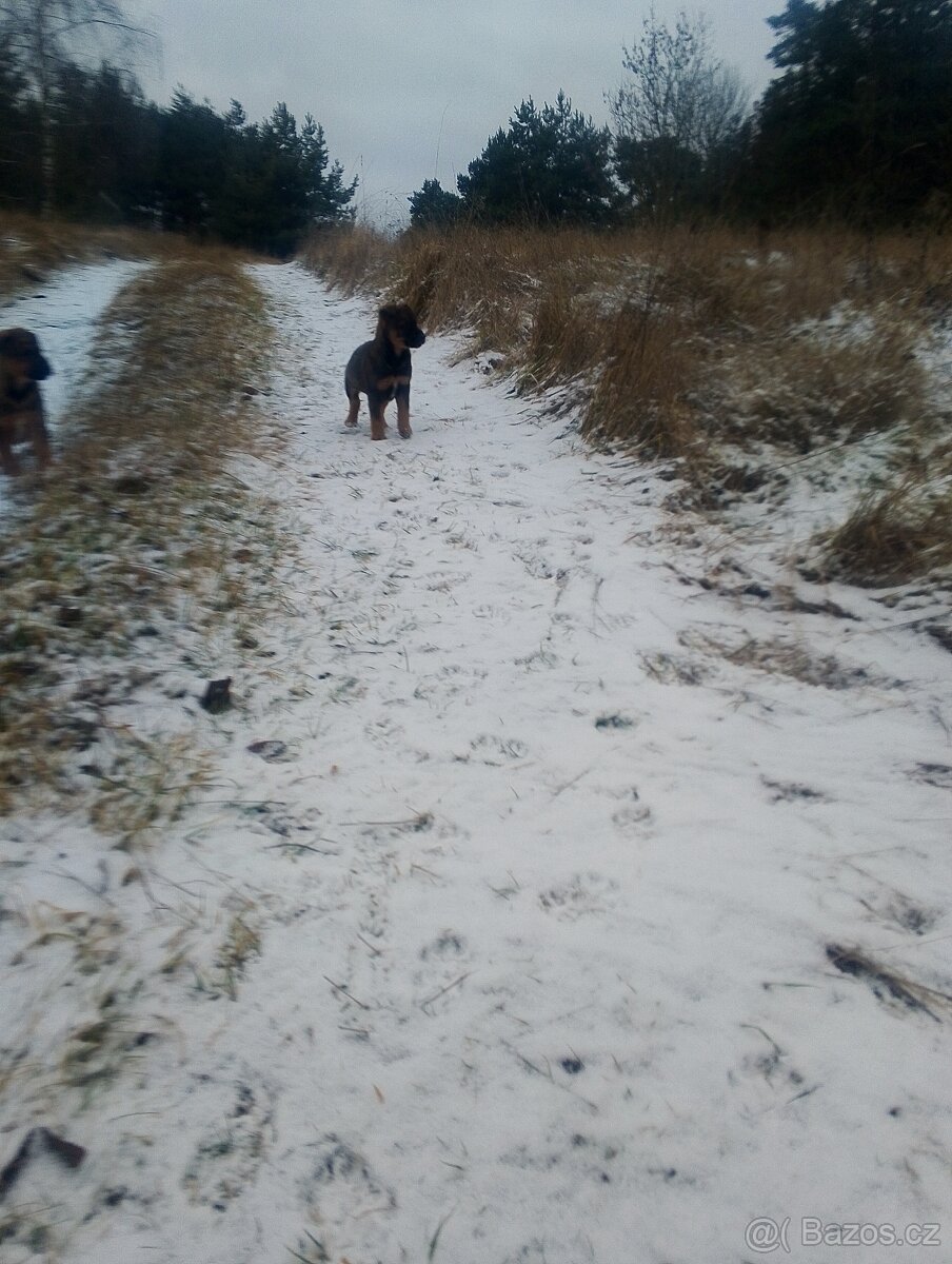 Německý ovčák kříženec, štěňata,štěně - 13