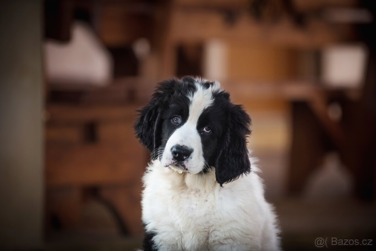 Landseer - štěňata s PP - 13